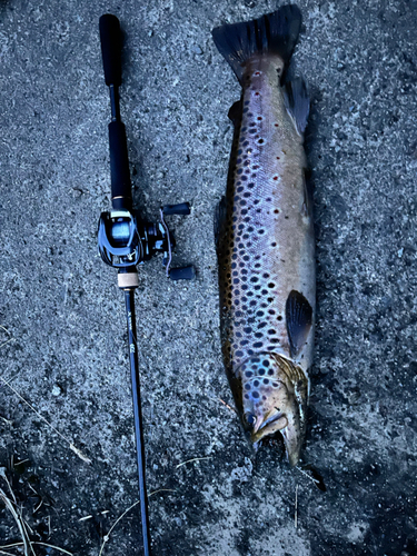 ブラウントラウトの釣果