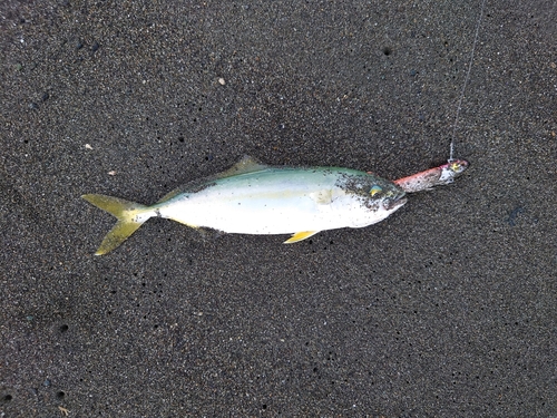 ワカシの釣果