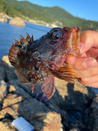 ガシラの釣果