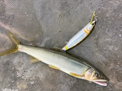 アユの釣果