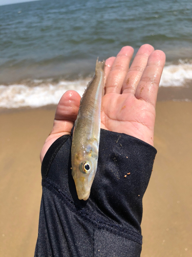 キスの釣果