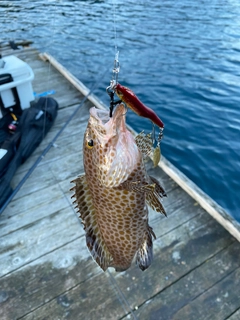 オオモンハタの釣果