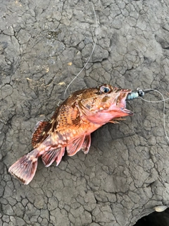 アラカブの釣果