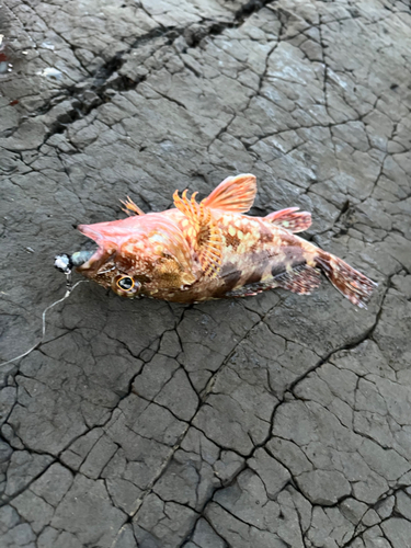 アラカブの釣果