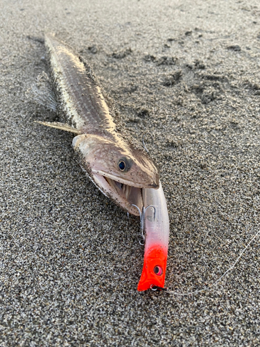 エソの釣果