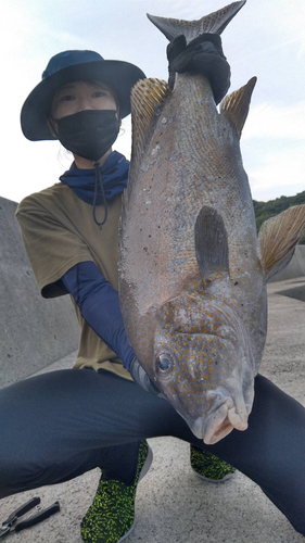 コロダイの釣果