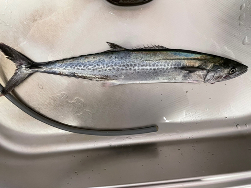 サゴシの釣果