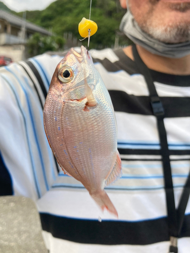 タイの釣果