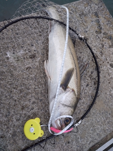 シーバスの釣果