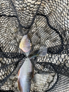 ハスの釣果