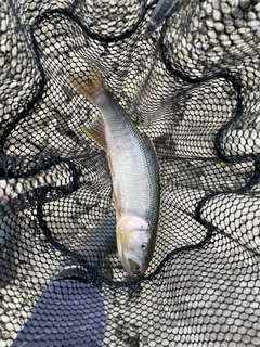 ハスの釣果