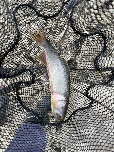 ハスの釣果