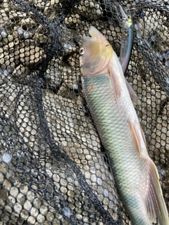 ハスの釣果