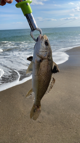 イシモチの釣果