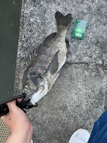 クロダイの釣果