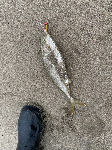 ショゴの釣果