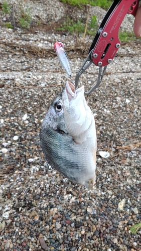 キビレの釣果