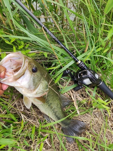 ラージマウスバスの釣果