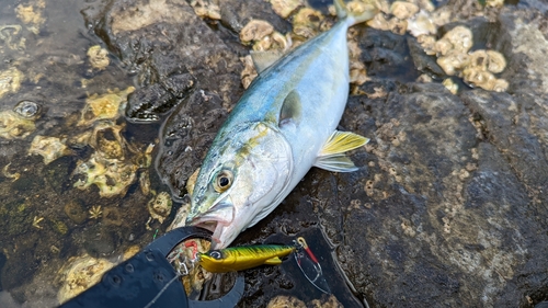 ワカシの釣果