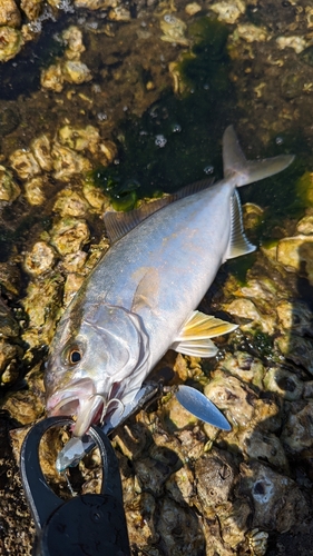 ショゴの釣果