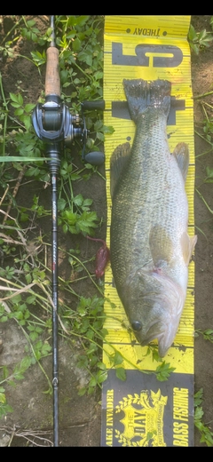 ラージマウスバスの釣果