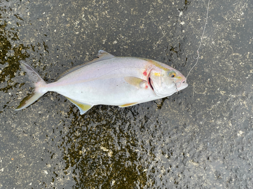 ショゴの釣果