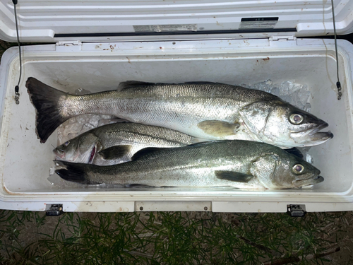 シーバスの釣果