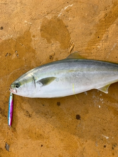 ブリの釣果