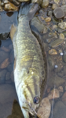 スモールマウスバスの釣果