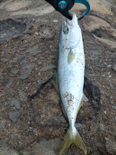 ワカシの釣果