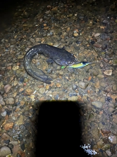 ナマズの釣果