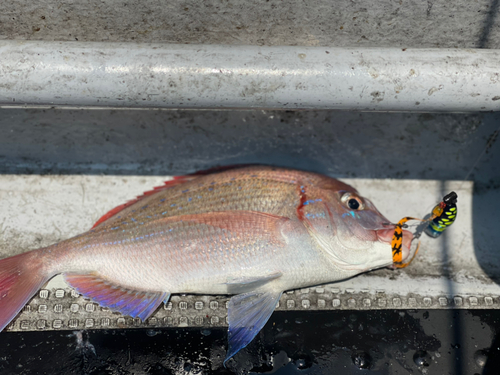 ハナダイの釣果