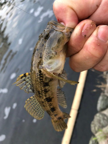 ウロハゼの釣果