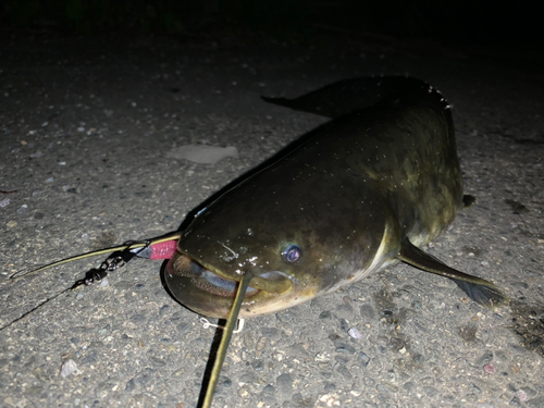 ナマズの釣果