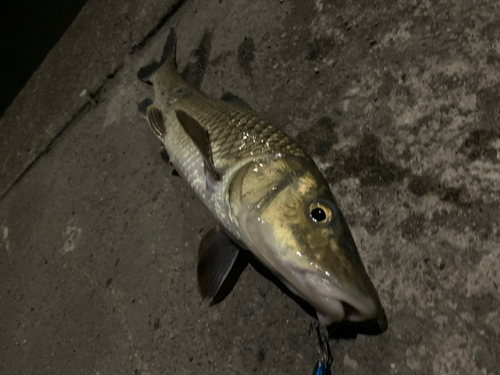 ニゴイの釣果