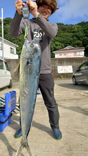 シイラの釣果