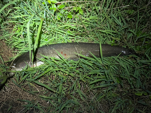 マナマズの釣果