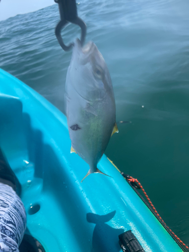 ショゴの釣果