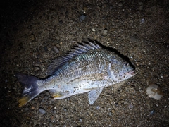 キビレの釣果
