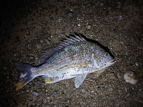 キビレの釣果