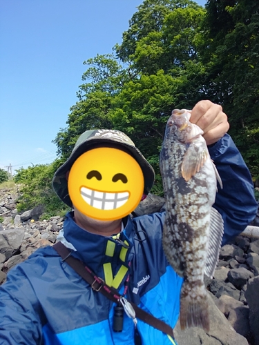 アイナメの釣果