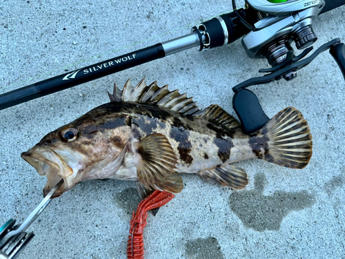 タケノコメバルの釣果