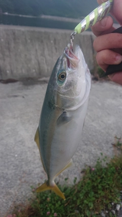 ワカシの釣果