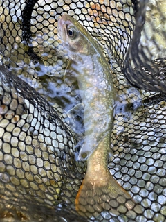 ニッコウイワナの釣果