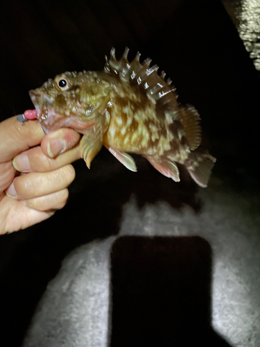 カサゴの釣果