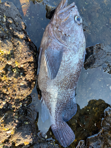 クロソイの釣果