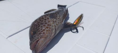 オオモンハタの釣果