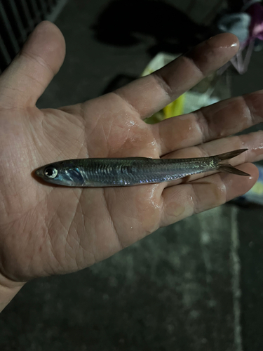 カタクチイワシの釣果