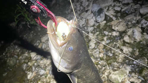 ナマズの釣果