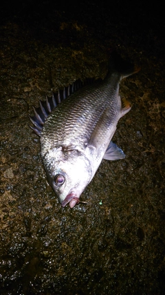 キビレの釣果